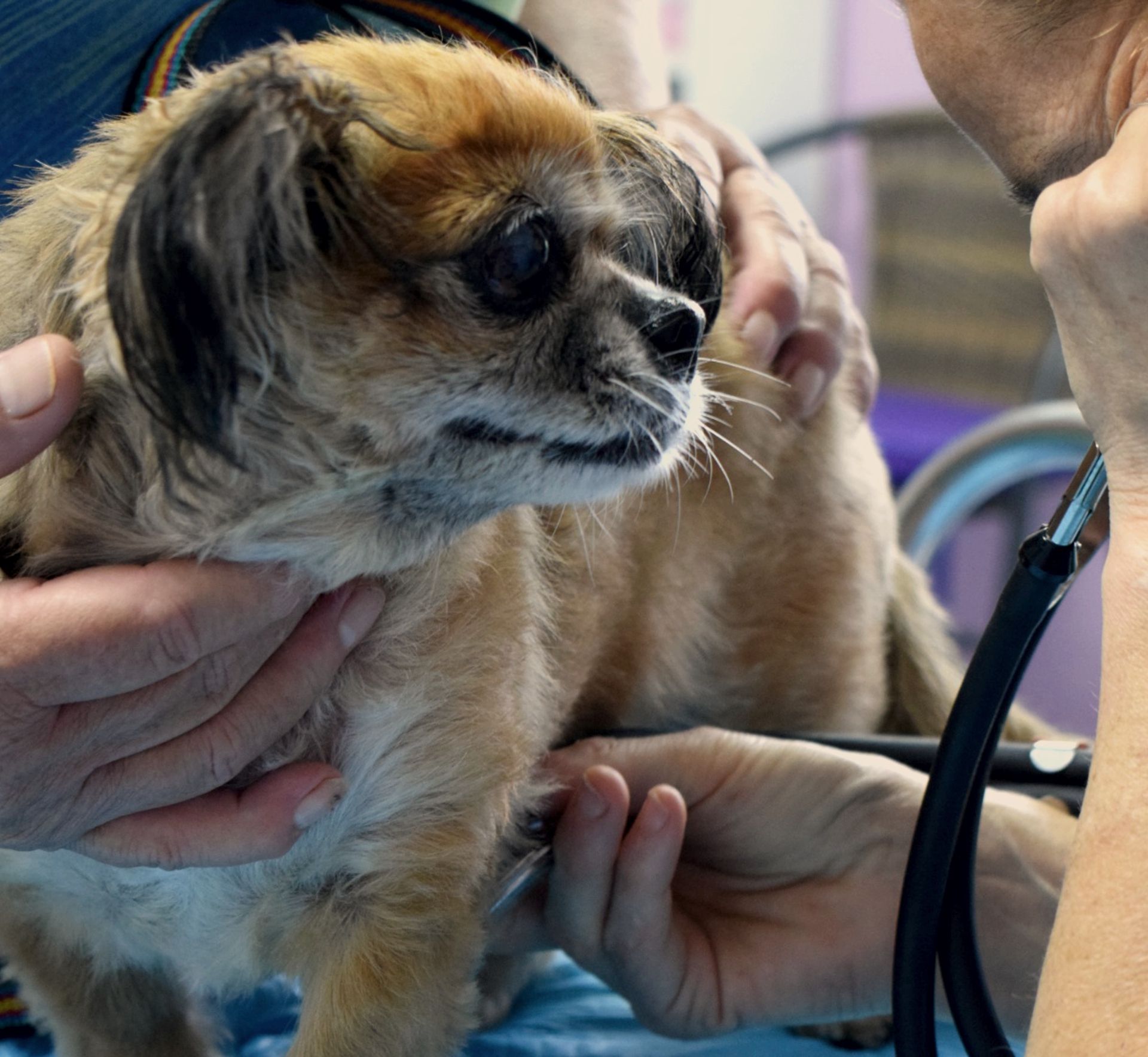 Ohhhoo! Ljubimci su sretni ovdje